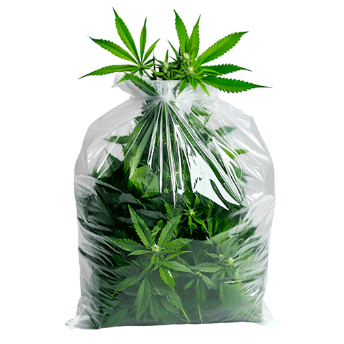 Cannabispflanzen im durchsichtigen Plastikbeutel